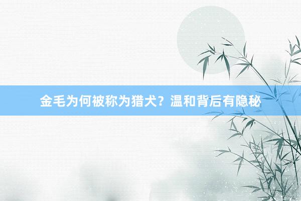 金毛为何被称为猎犬？温和背后有隐秘